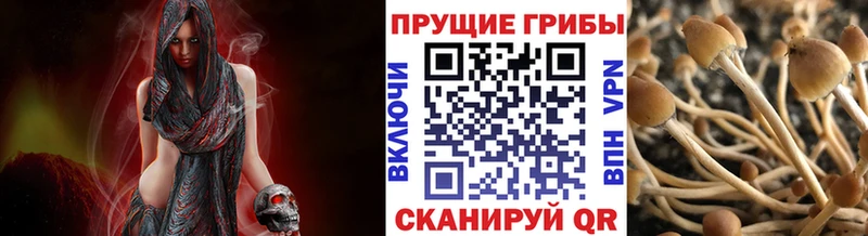Псилоцибиновые грибы MAGIC MUSHROOMS  нарко площадка какой сайт  Санкт-Петербург 